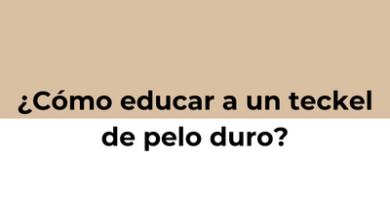 ¿Cómo educar a un teckel de pelo duro?