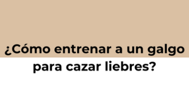 entrenar a un galgo para cazar liebres