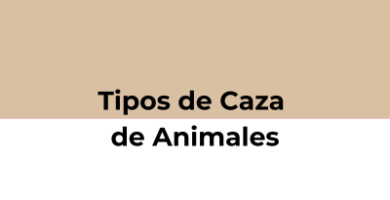 tipos de caza de animales